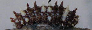 Larvae